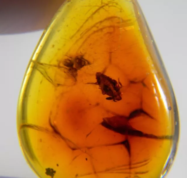 Fossil Amber Dominican Republic Very Wierd Bug Insect Red Inclusion 1.8g