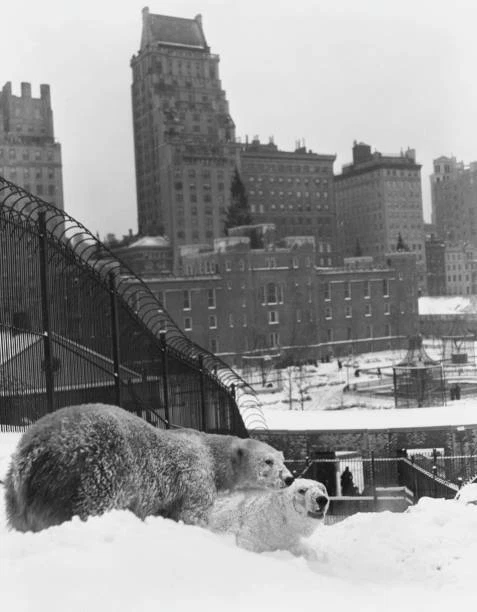 CENTRAL PARK ZOO - Polar Bears In The Snow At The Central Park 1935 Old