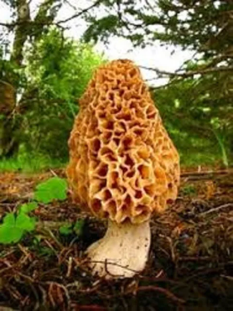 Yellow morel mushroom Morchella esculenta seeds Spores + printed instruction