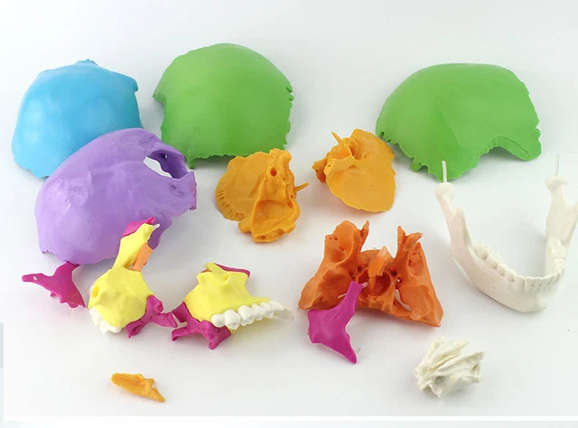 Human Skull Anatomy Disarticulated Professional Medical colored Model 22 parts