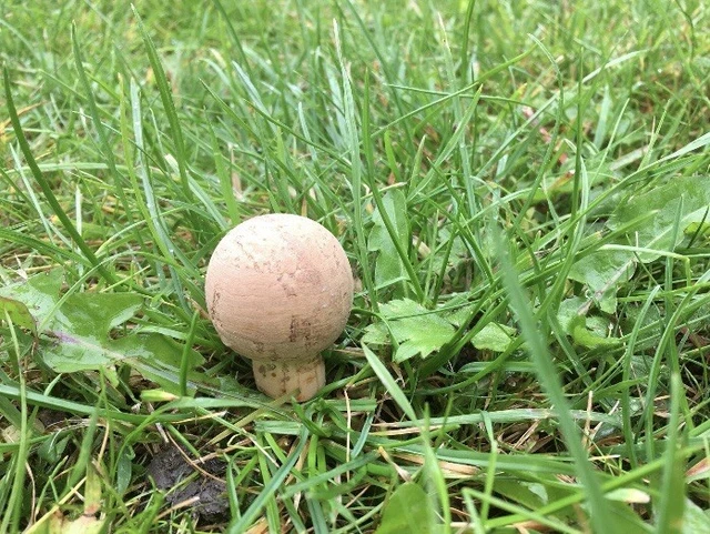 Disguised Mushroom Geocache Geocaching