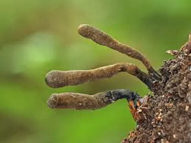 Xylaria Nigripes MUSHROOM Mycelium 10.000 + fresh seeds Spores $9.9O