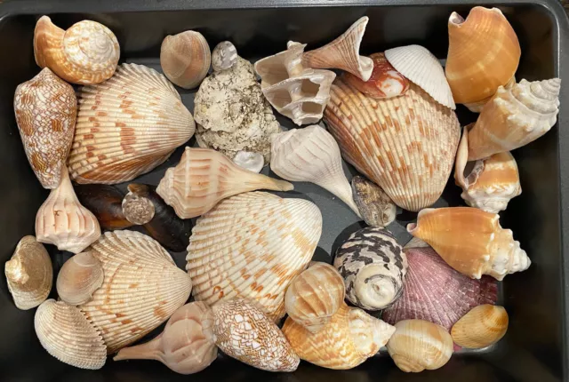 4 Pounds of Hand Picked Sea Shells from Florida Beach Home Decor or Crafting