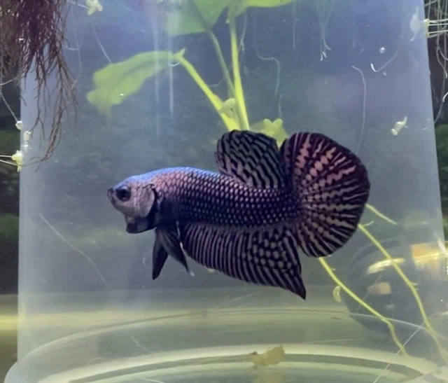Live Betta Fish - Copper Alien Betta (exact fish)