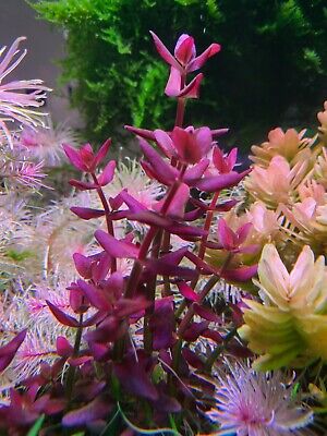 Bacopa Salzmannii Purple Singapore Version Live Aquarium Aquatic Plant Plants