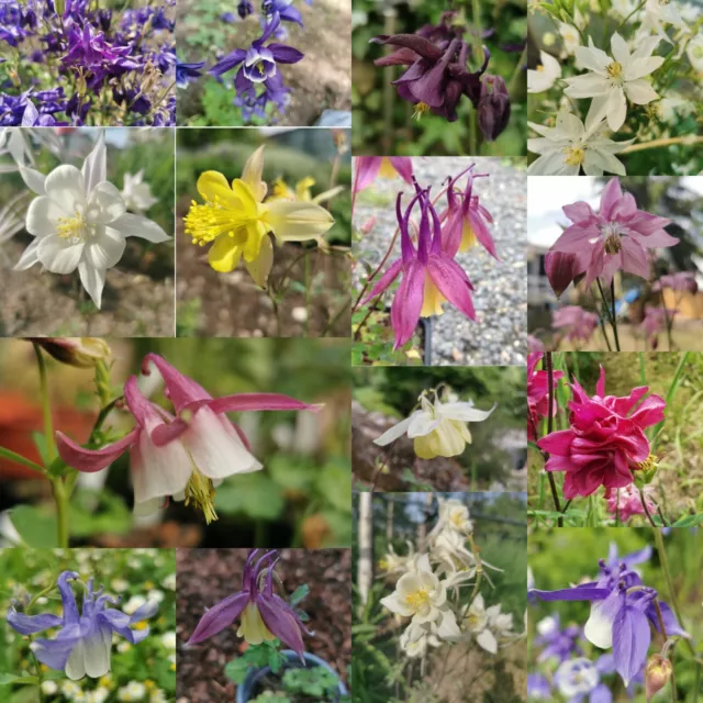 @ (◕‿◕)\@ Aquilegia verschiedene Sorten - Akelei - Akelchen - Saatgut