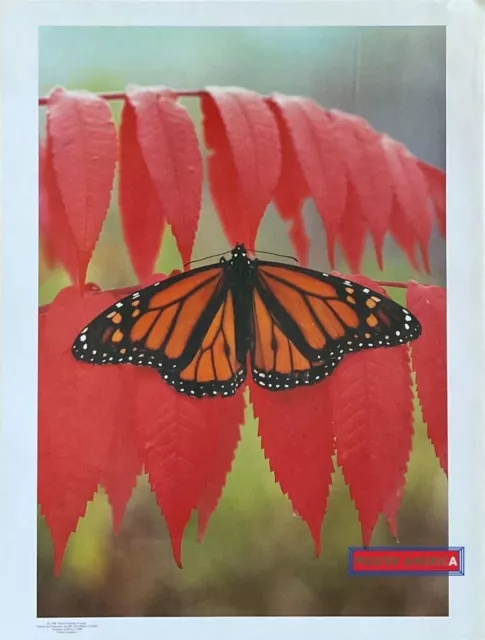 Monarch Butterfly on Sumac Vintage Photography Poster 19 x 25