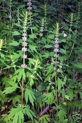 Leonurus Cardiaca - 300 Seeds - Motherwort Medicinal Plant