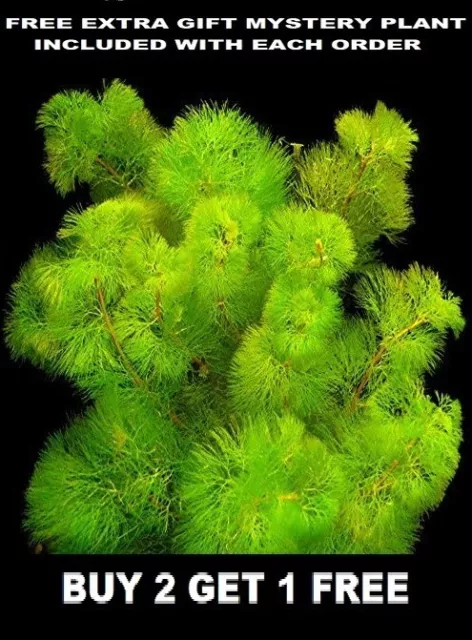 Green Cabomba Live Fish Tank Plants Aquarium Plants BUY 2 Get 1 FREE