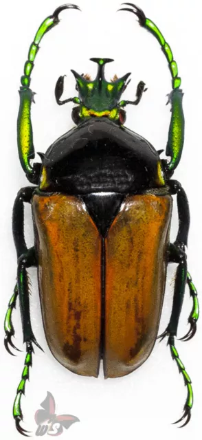 Neptunides polychrous manowensis  -bright yellow metalic form, UNMOUNTED beetle