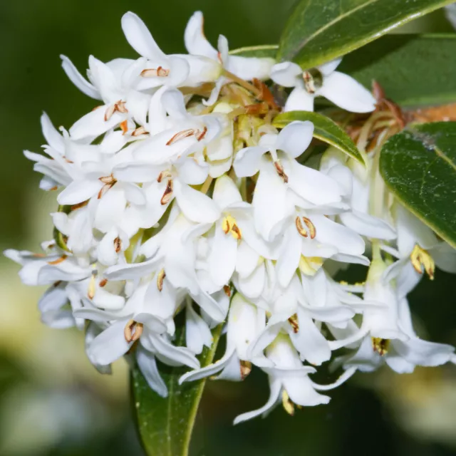 Osmanthus Burkwoodii Fragrant Evergreen Hedge Row Screening Garden Plant 9cm Pot