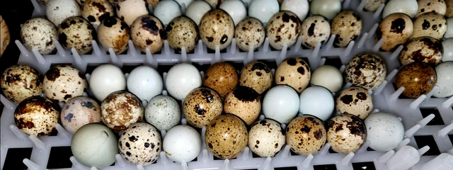NPIP AI 45+EXTRAS XXL JUMBO Coturnix Quail, Celadon, RAREST COLORS HATCHING EGGS