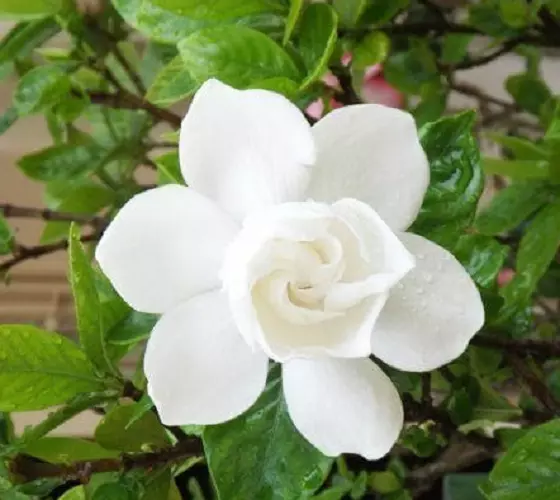 20 Semillas de Gardenia Jaminoides - Jazmín del Cabo - flores blancas perfumadas