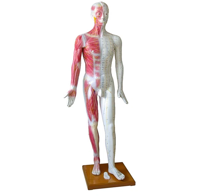 Modelo de acupuntura Talla Real 178 cm Tamaño Modelo Masculino 5 Piezas Desmontable Modelo de acupuntura Talla Real 178 cm Tamaño Modelo Masculino 5 Piezas Desmontable