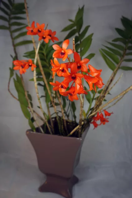Orchidee Dendrobium mohlianum NATURFORM / Blühfähig / Seltenheit