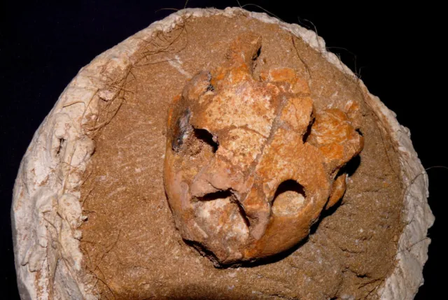Versteinerter Schädel Schildkröte auf Matrix Fossil 195x170x81mm 1549,5g 化石