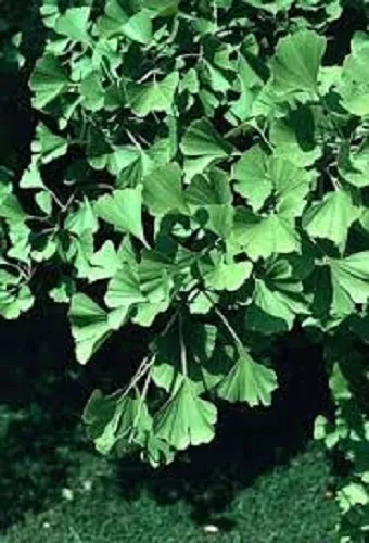 Ginkgo biloba (Maidenhair Tree)  - 10 seeds - Easy to Grow 3