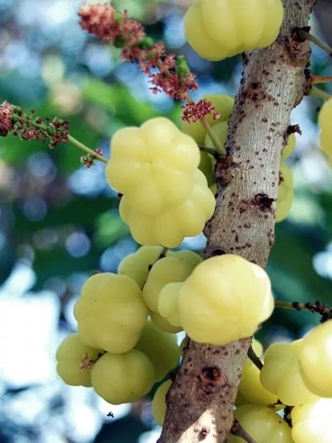 Star Gooseberry Phyllanthus acidus Fruit Tropical Thai99