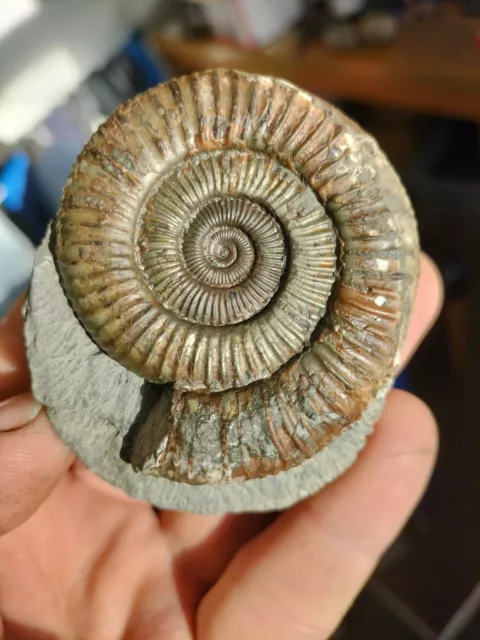  DACTYLIOCERAS Sp AMMONITE WHITBY YORKSHIRE UK DINOSAUR FOSSIL