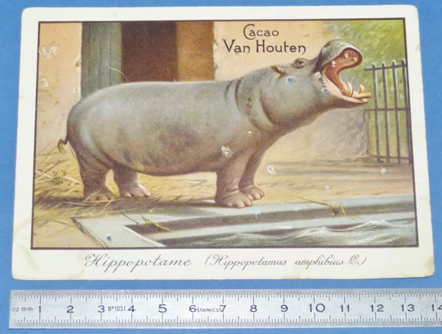 Rare Grand Chromo Cacao Van Houten 1895-1905 Hippopotame