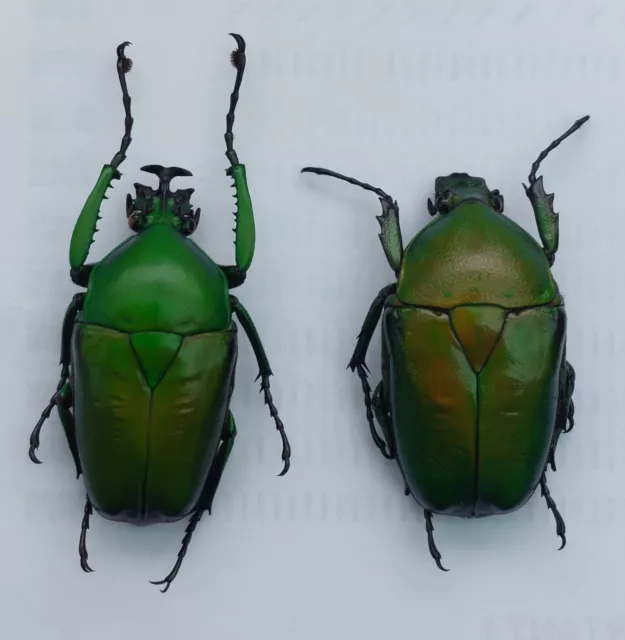 CET330. Dicronorrhina micans ? from Ghana