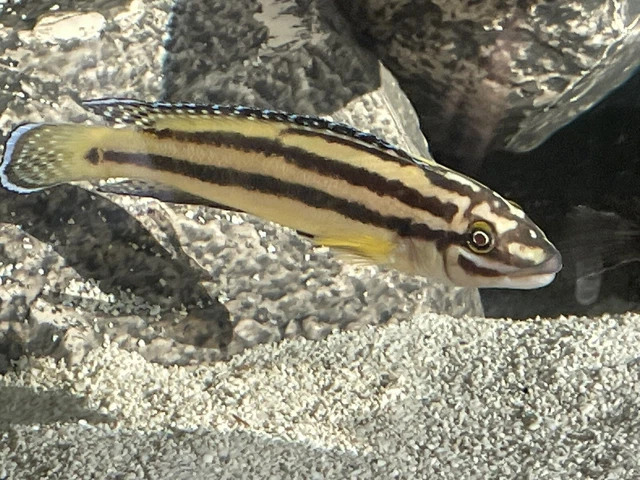julidochromis marksmithi cichlid