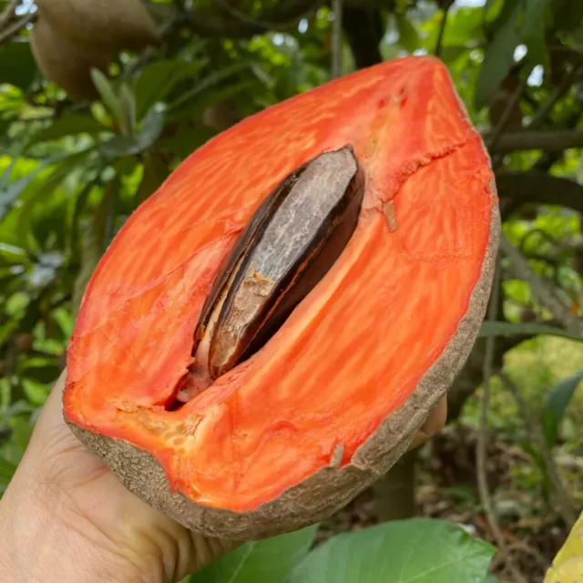 FREE Seeds Fresh Mamey Sapote Seeds Organic Grafting (Pouteria sapota)1