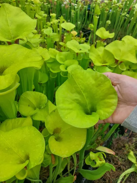 Sarracenia flava var. rugelii  " Huge Lid "