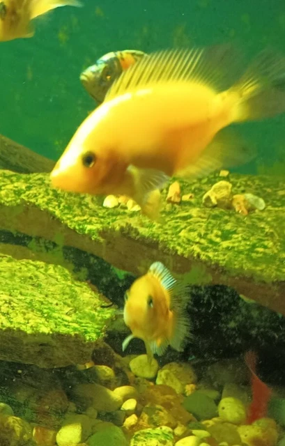  live creamsicle red devil cichlids freshwater aquarium 3
