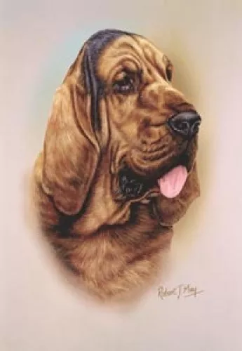 Robert J. May Head Study - Bloodhound (RMDH020)
