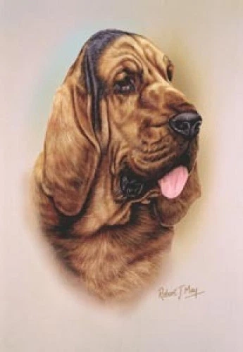 Robert J. May Head Study - Bloodhound (RMDH020)