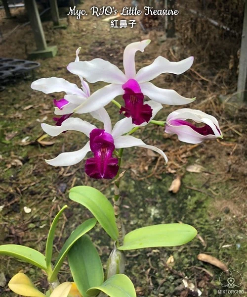 Orchid Orchidee Myc. RIO's Little Treasure (= C. violacea × Mcp. albopurp (22Pr)