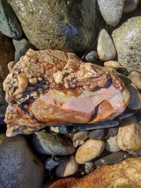 Opalized Petrified Wood Raw Display Washington State 2lb. Rainbow Colors Natural