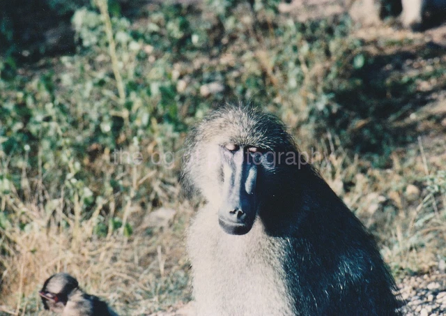 FOUND PHOTOGRAPH Color FREE SHIPPING Original Snapshot VINTAGE 811 19 M