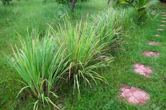 Zitronengras Ostindisch - Cymbopogon Flexuosus (200 Samen) Mehrjährig 2