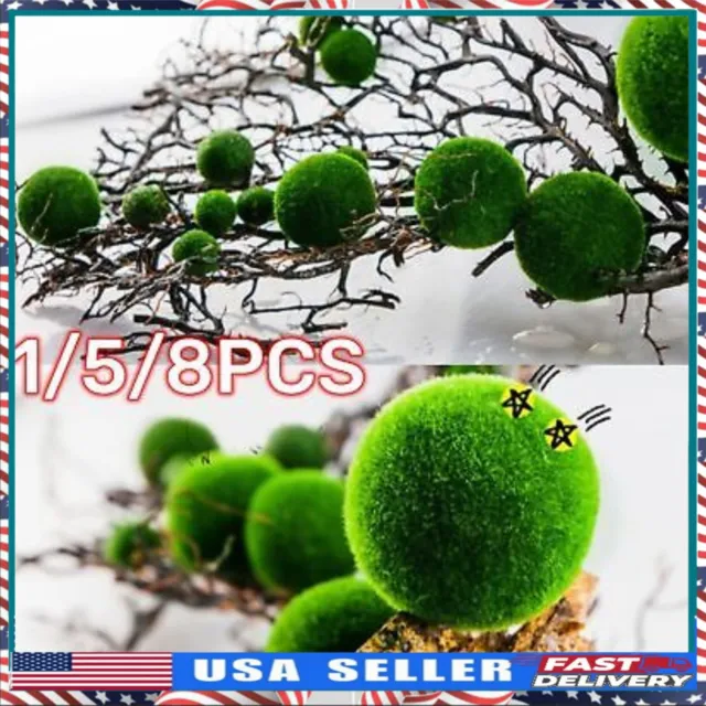 New Marimo Moss Ball 0.5inch (1,3cm) Cladophora Live Plant Aquarium in USA.
