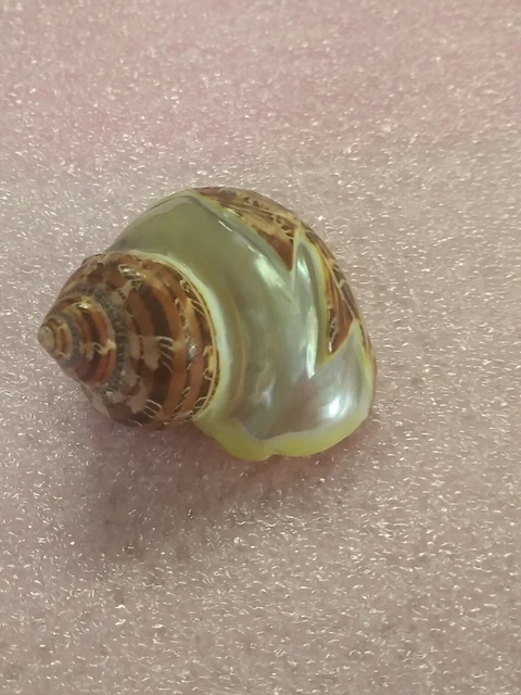 Ancien Coquillage Nautile Nacre très beau