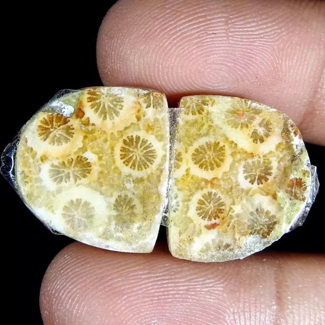 23.45 Ct Natural Fossil Coral Fancy Pair Cabochon 17x14x4 Loose Gemstone 3