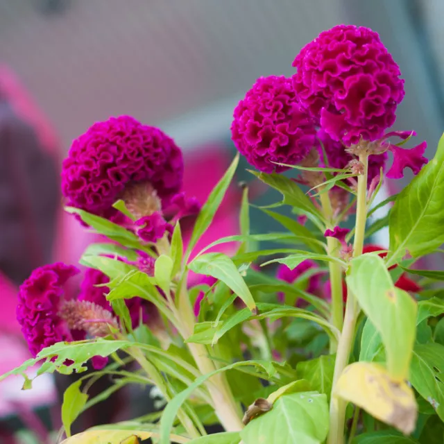 GRAINES bien adapté aussi comme fleur sèche conserve la belle couleur longtemps le hah