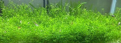 Pearl Weed 30+ Stems Live aquarium Plant Submerged Grown, Healthy, Fast Growing!