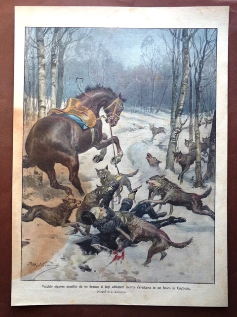 Retrocopertina Domenica Corriere nr. 5 del 1910 Signore Aggredito Lupi Ungheria
