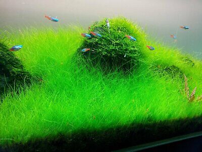 *BUY 2 GET 1 FREE* Dwarf Hair Grass Eleocharis Parvula Clump Aquarium Plants ✅