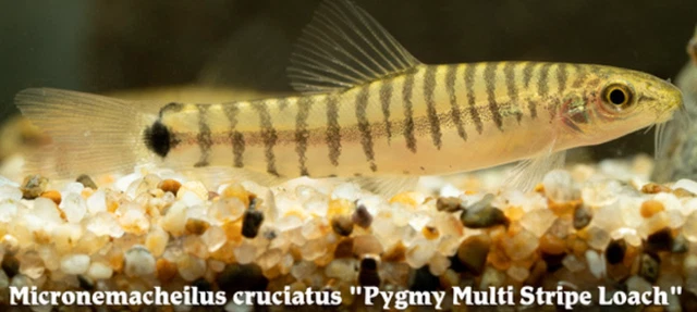Pack of 3 Live Juvenile Wild-Caught Pygmy Multi Stripe Loach Freshwater Fish A+