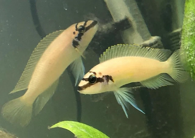Pack of 3 Live Juvenile Masked Brichardi Cichlid Freshwater Live Tropical Fish