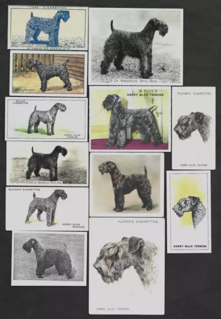 12 Different Vintage KERRY BLUE TERRIER Tobacco/Cigarette/Tea Dog Cards Lot