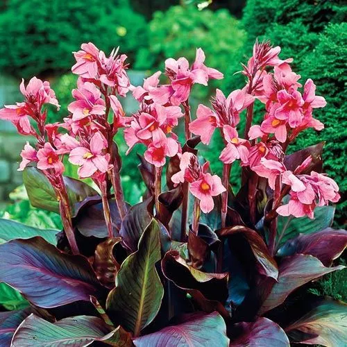 Canna Pink Futurity Plant in a 17cm Pot