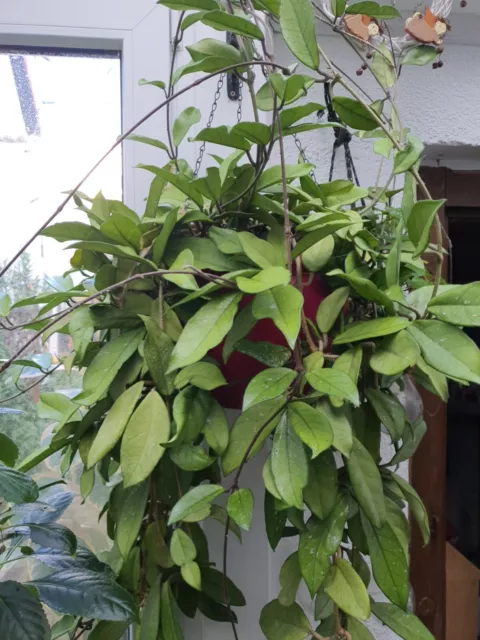 Hoya carnosa, Porzellanblume, 1 Ableger, ca.25cm lang, Zimmerpflanze bewurzelt