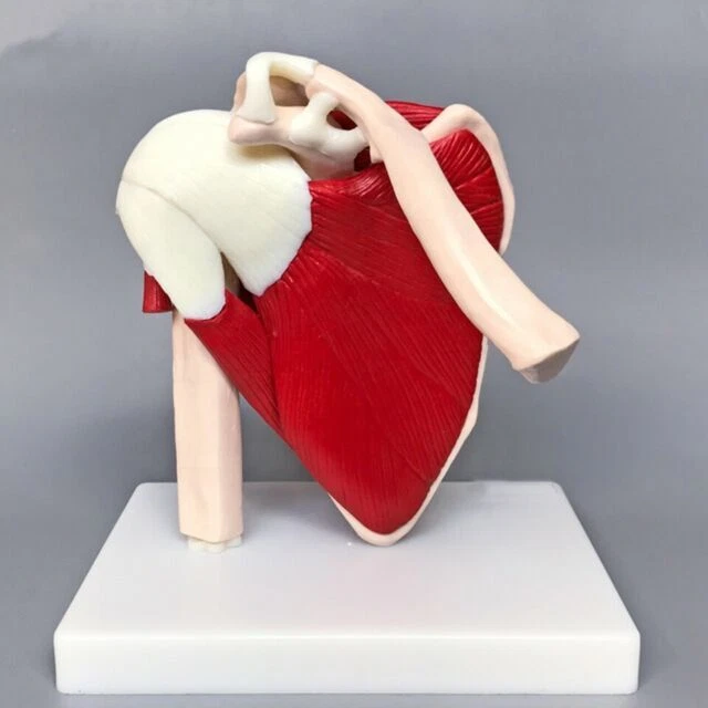 LIFE SIZE HUMAN Muscled Shoulder Joint Ligament Anatomical Skeleton
