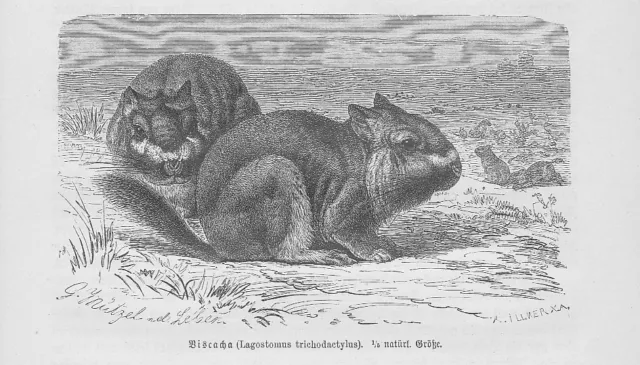 Viscacha Lagostomus maximus Holzstich von 1891 Mützel