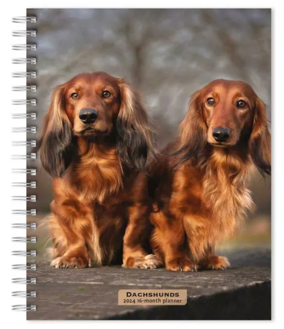 Browntrout Dachshunds 2024 6 x 7.75 Inch Engagement Planner w